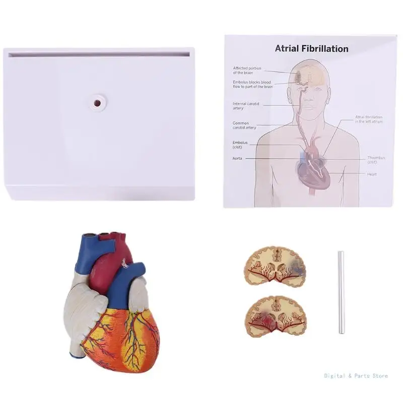 M17F Разобранная анатомическая анатомическая модель человеческого сердца в натуральную величину для обучения